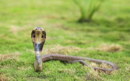 Una serpiente ataca a un bebé de dos años y contra todo pronóstico el niño pasa a la contraofensiva