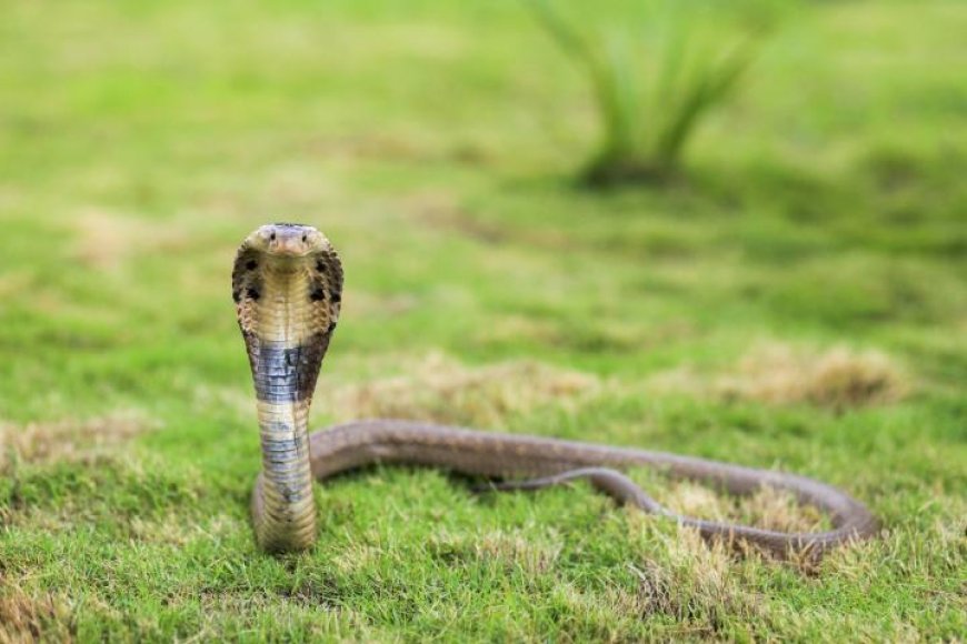 Una serpiente ataca a un bebé de dos años y contra todo pronóstico el niño pasa a la contraofensiva