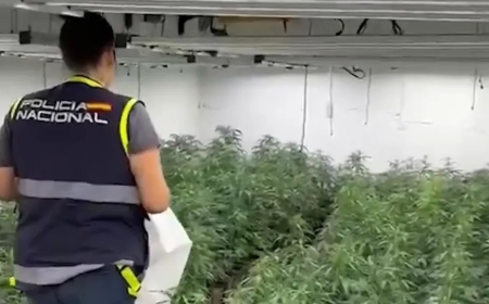 More than a dozen arrested in Spain over animal feed drug smuggling