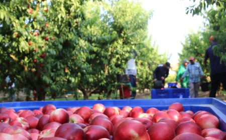 Muere un temporero en Alcarràs mientras trabajaba en pleno pico de la ola de calor