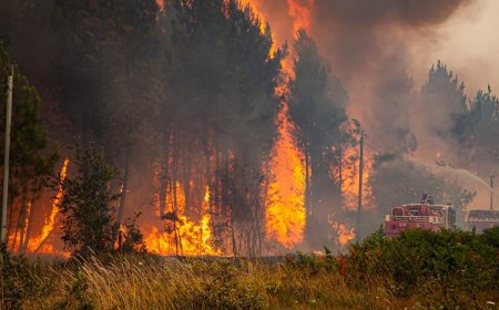 “Nos estamos cocinando vivos”: Europa arde por incendios mientras las temperaturas superan los 38 °C