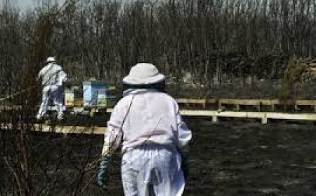 Los incendios golpean a la apicultura: las llamas dejan 3.000 colmenas devastadas y 100 apicultores afectados