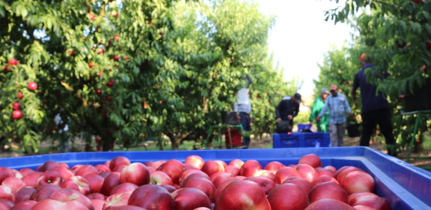 Muere un temporero en Alcarràs mientras trabajaba en pleno pico de la ola de calor