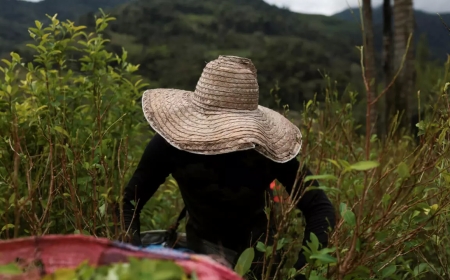 Colombia se prepara para la posible pérdida de la certificación en la lucha antidrogas por parte de EE. UU.