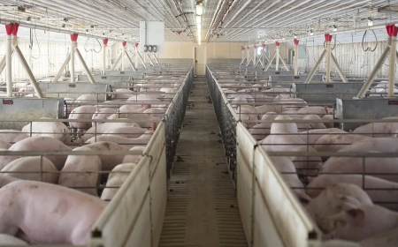 Reino Unido tiene paralizadas las importaciones de porcino español desde el viernes