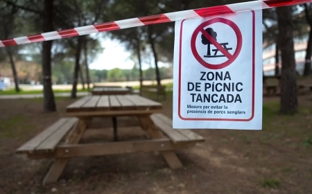 La peste porcina no ha salido de la zona del brote, con trece jabalíes infectados