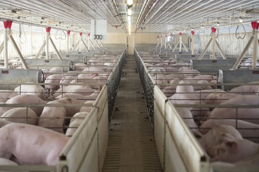 Reino Unido tiene paralizadas las importaciones de porcino español desde el viernes